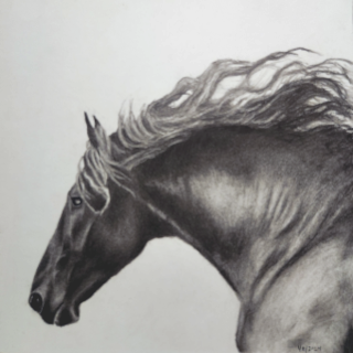 Drawing of a Friesian